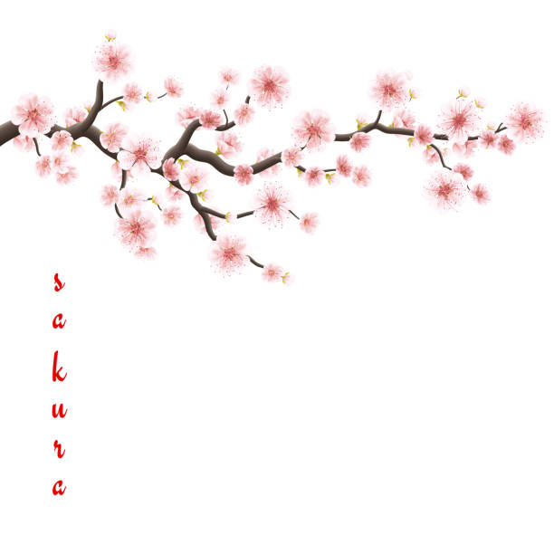 Blossom sakura for your design. EPS 10 Sakura flowers background. Cherry blossom isolated white background. EPS 10 vector file included oriental cherry tree stock illustrations