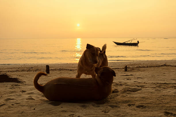 istock Dogs playing on the beach with sunset. 530919875