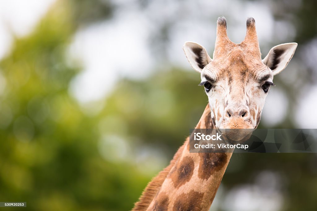 Giraffe (Giraffa camelopardalis) - Lizenzfrei Zoo Stock-Foto