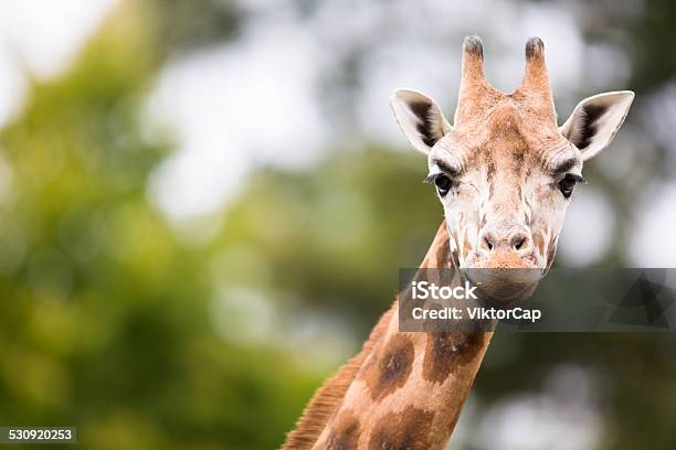 Giraffe Stockfoto und mehr Bilder von Zoo - Zoo, Giraffe, Tier