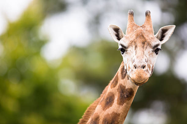 giraffe (giraffe camelopardalis) - zoo stockfoto's en -beelden