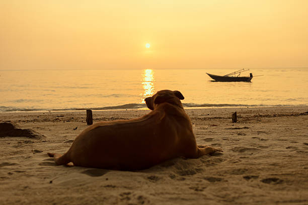 istock Dog on the beach with sunset. 530920415