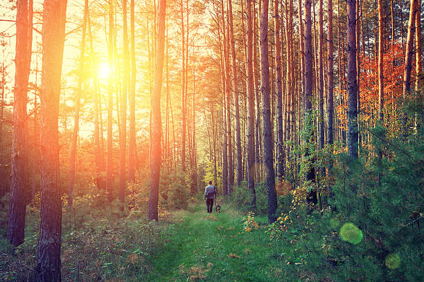 istock Pine forest in the morning 530921064