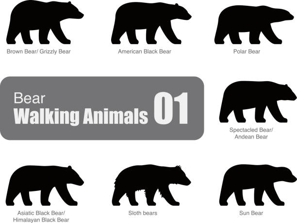 American black bear walking side flat 3D icon design American black bear walking side flat 3D icon design black bear icon stock illustrations