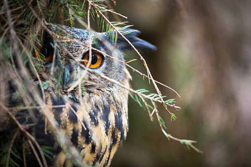 Eagle Owl, Bubo bubo, in the forest