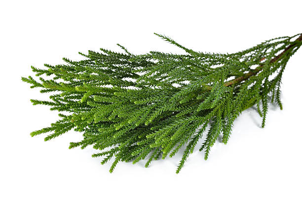 istock fresh Sugi pine leaves with stem on white background 530921776