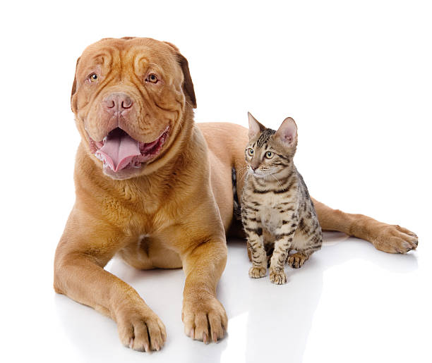 istock French mastiff and Bengal cat  lying together. 530922212