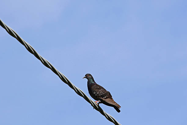 istock stock dove perched on a wire columba oenas pigeon 530922382