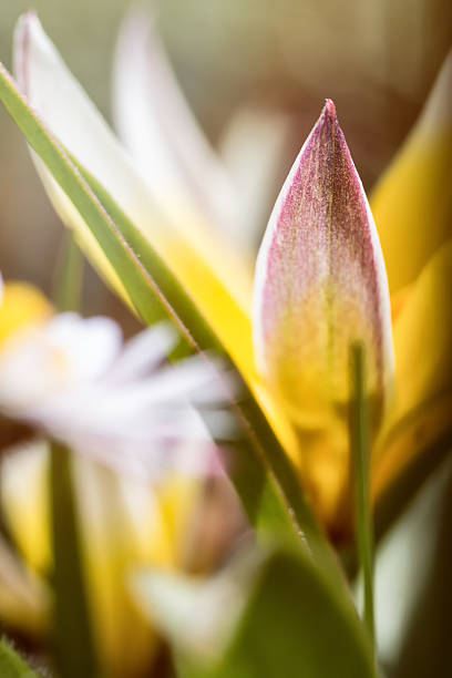 Beautiful flower macro of miniature diminutive yellow Tulip (Tulipa Tarda) Vertical composition photography of macro of yellow small Tulipa Tarda flower in selective focus, shot in spring season (march or april)  in middle of herb with some blade of grass. tulipa tarda stock pictures, royalty-free photos & images