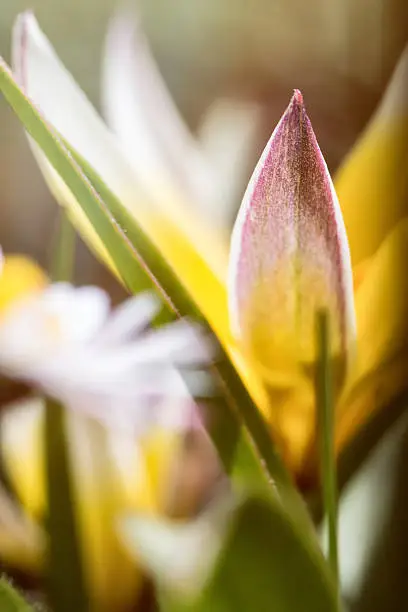 Photo of Beautiful flower macro of miniature diminutive yellow Tulip (Tulipa Tarda)