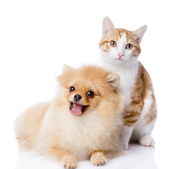 istock cat and dog together 530922452