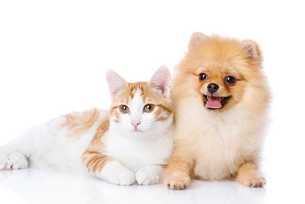 istock orange cat and dog. dog looking at camera. 530923052