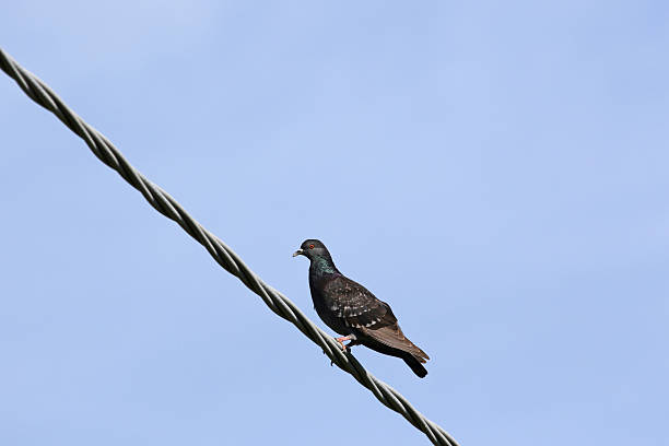 istock stock dove perched on a wire columba oenas pigeon 530923078