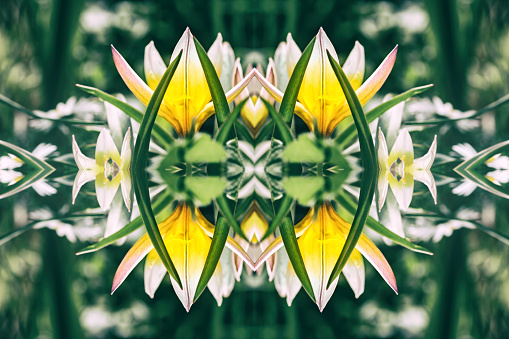 Horizontal composition photography of kaleidoscope pattern in macro of yellow small Tulipa Tarda flower in selective focus, shot in spring season (march or april)  in middle of herb with some blade of grass and copy space on blurred colored abstract background. Concept image of surrealism, unknown future, futuristic, mirrored pattern, abstract background with copy space, beauty in nature, freshness and symmetric shape.