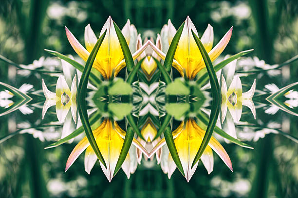 Beautiful Tulipa Tarda flowers macro surreal shaped symmetrical kaleidoscope Horizontal composition photography of kaleidoscope pattern in macro of yellow small Tulipa Tarda flower in selective focus, shot in spring season (march or april)  in middle of herb with some blade of grass and copy space on blurred colored abstract background. Concept image of surrealism, unknown future, futuristic, mirrored pattern, abstract background with copy space, beauty in nature, freshness and symmetric shape. tulipa tarda stock pictures, royalty-free photos & images