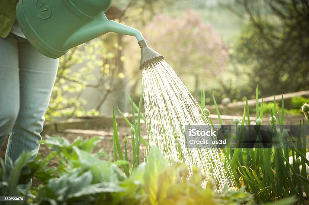 Watering the Vegetable Garden at Sunset Vegetable Garden Stock Photo