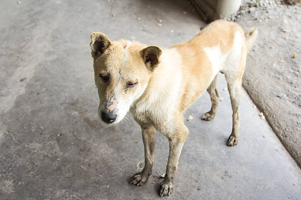 Tailandese sporco cane. - foto stock