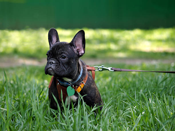 istock dog on a leash and harness for a walk 530923900