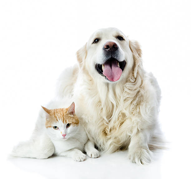 istock golden retriever dog embraces a cat. isolated on white background 530924268