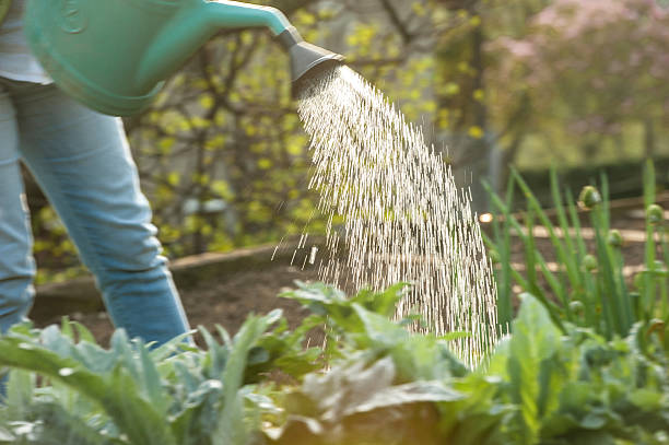 istock Watering the Vegetable Garden at Sunset 530924646