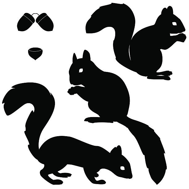 ein satz von eichhörnchen silhouetten - eichhörnchen stock-grafiken, -clipart, -cartoons und -symbole