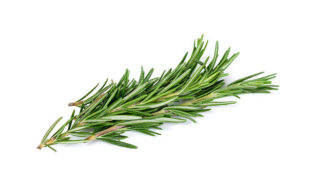 istock rosemary isolated on the white background 530924856
