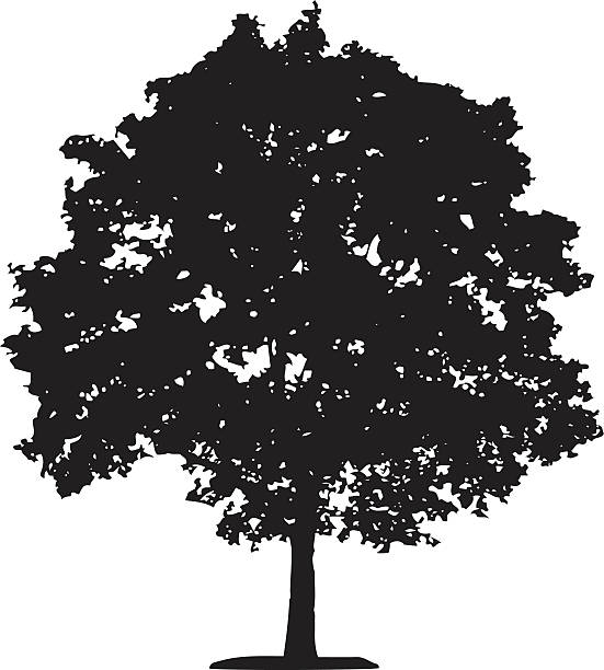 나무 실루엣 - maple stock illustrations
