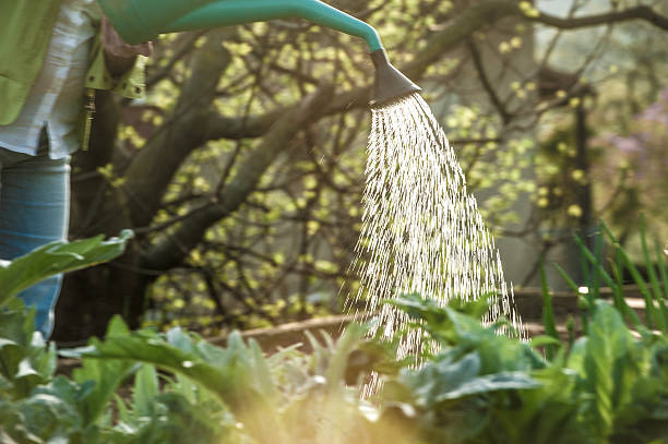 istock Watering the Vegetable Garden at Sunset 530925366