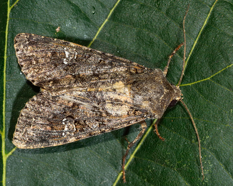 British insect in the family Noctuidae, the largest British family moths in the order Lepidoptera