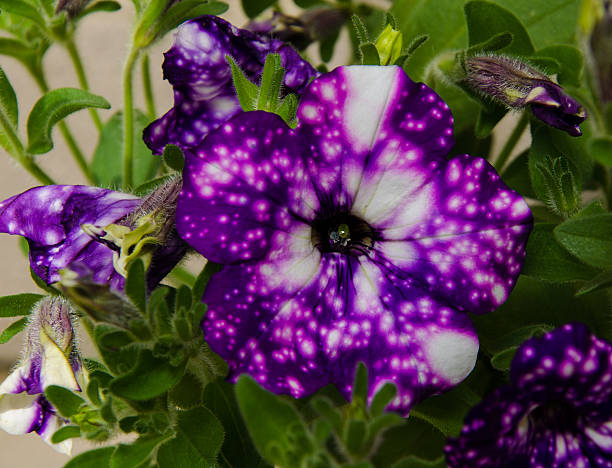 istock Petunia night sky flower 530925860