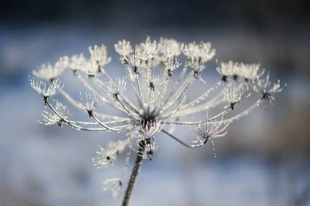 Umbelliferous plant cow-parsnip in winter in rime frost in Russia