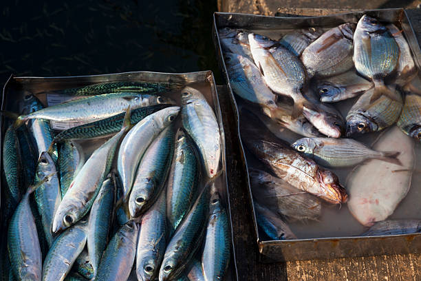 istock fresh fish  at the fishmongers. 530928050