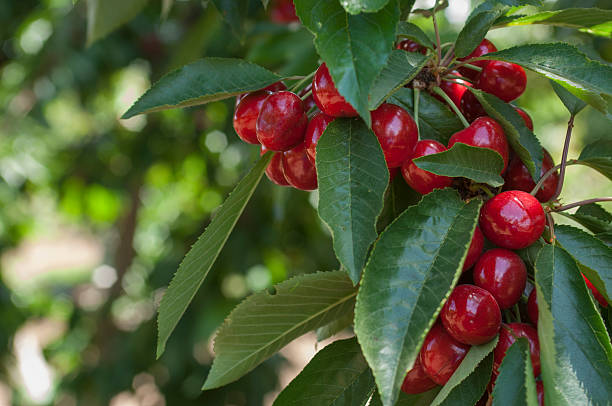 istock Close-up of Ripening Cherries On Tree 530928221