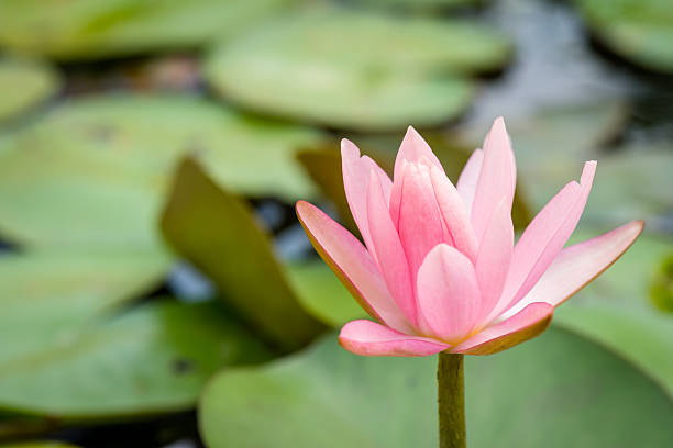 istock Pink lotus flower, Water lily 530929134