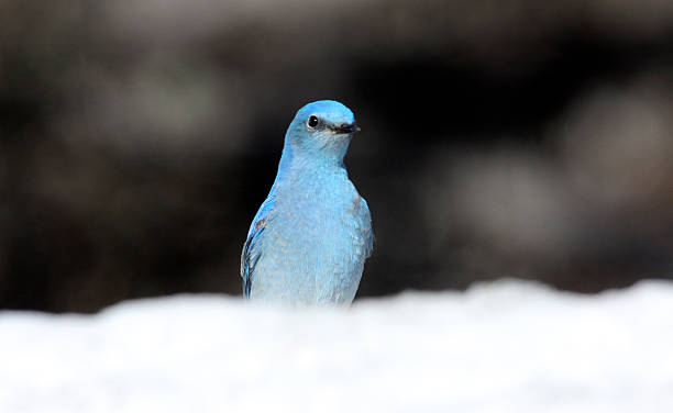 istock Mountain blue bird Sialia currucoides Yellowstone National Park 530929149
