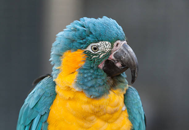 Blue throated Caninde Macaw parrot against grey background. Close up head shot of this blue and gold parrot.