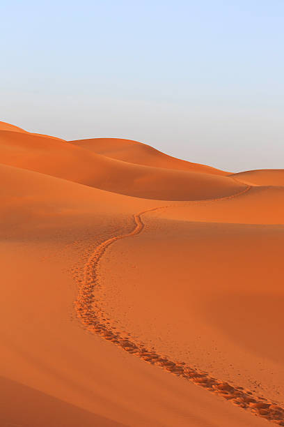 キャメルの キャラバン フットプリントでサハラ砂漠 - landscape desert wave pattern erg chebbi dunes ストックフォトと画像