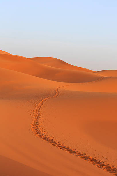 wielbłąd kempingowych po śladach przez sahara - landscape desert wave pattern erg chebbi dunes zdjęcia i obrazy z banku zdjęć