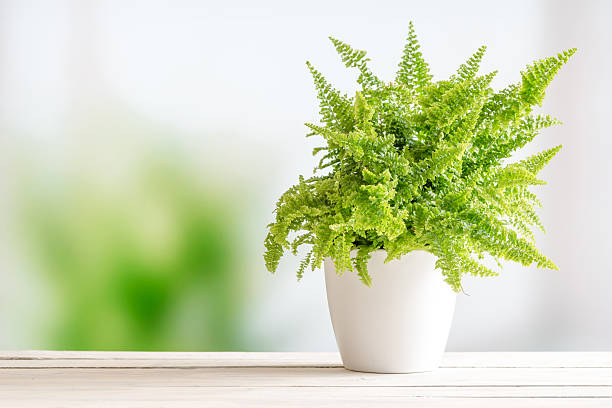 Fern in a white flowerpot stock photo