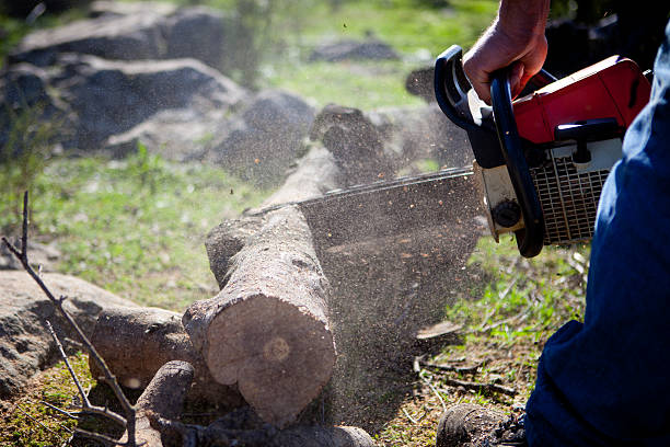 istock Cutting holm oak firewood with a chainsaw 530930219