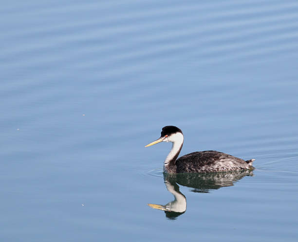 istock Reflection Of A Sea Duck 530930835