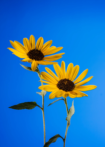 Closeup of two sunflowers against clear blue background created beautiful color harmony in this image. I created this image indoor with a light painting technique. Flower was light painted by hand in complete darkness to isolate it from this beautiful blue background