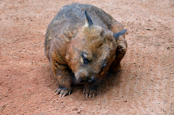 cabeludo nariz wombat - common wombat imagens e fotografias de stock