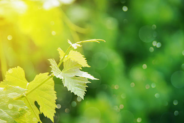 istock Grapes leaves in a vineyard 530931340