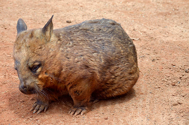 cabeludo nariz wombat - common wombat imagens e fotografias de stock