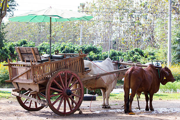 istock Ox cart transportation in Thailand 530931545