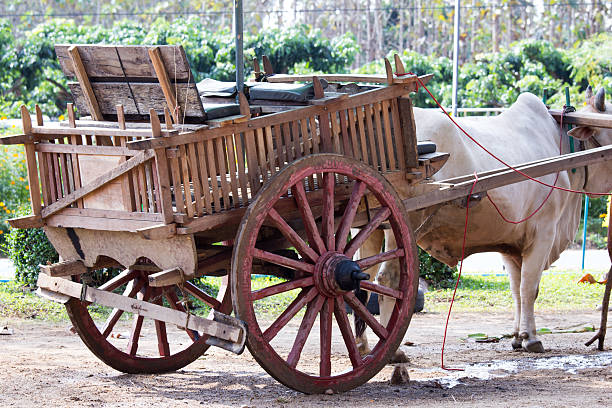 istock Ox cart transportation in Thailand 530931547