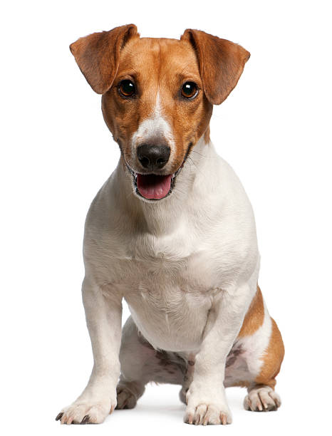 istock Jack Russell Terrier, 12 months old, sitting 530931604