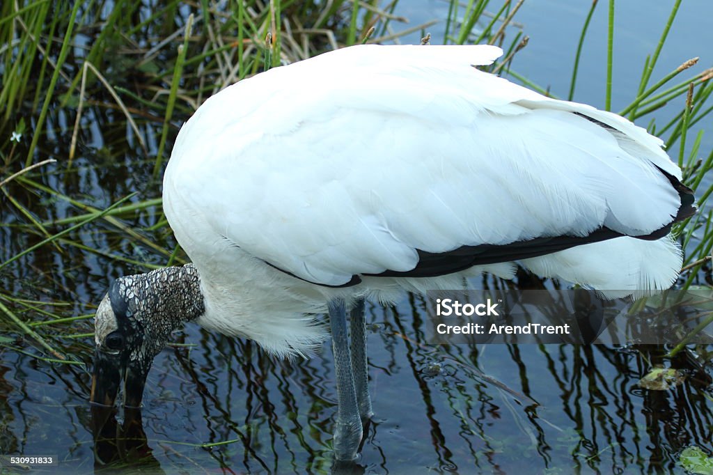 Wood Stork feeding Animal Wildlife Stock Photo