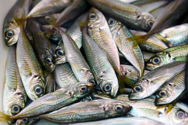 Photo of Japanese horse-mackerel or  Japanese jack mackerel